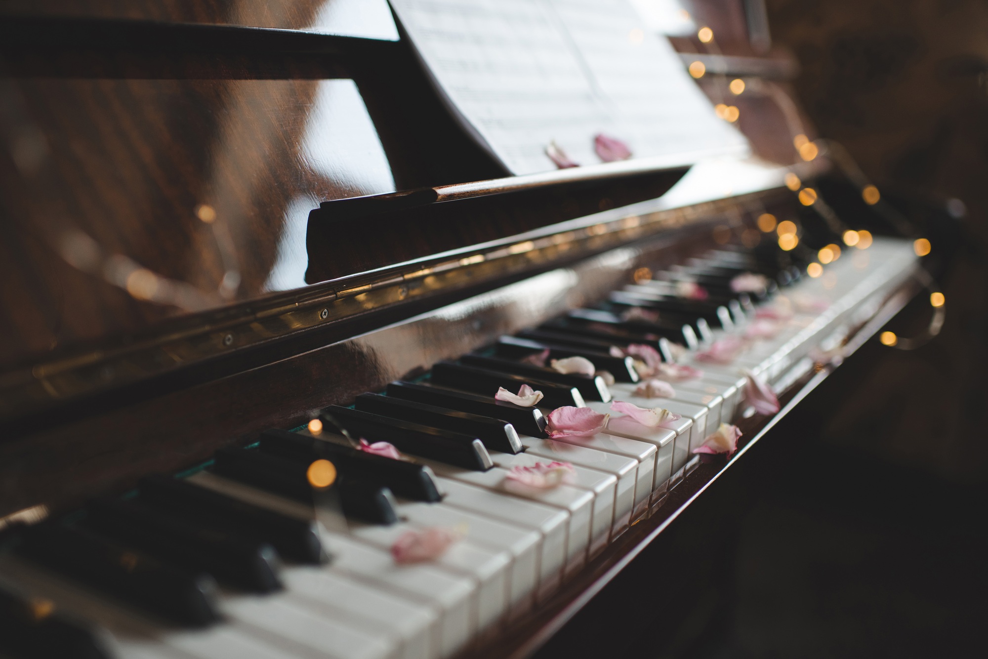 Piano keys with rose petals in dark closeup